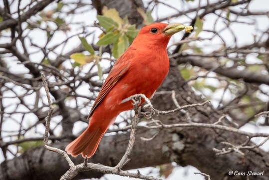 Image of Piranga rubra cooperi Ridgway 1869