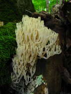 Image of Artomyces pyxidatus (Pers.) Jülich 1982