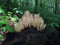 Image of Artomyces pyxidatus (Pers.) Jülich 1982