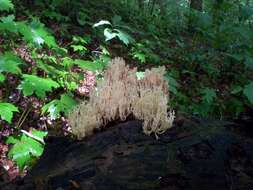 Image of Artomyces pyxidatus (Pers.) Jülich 1982