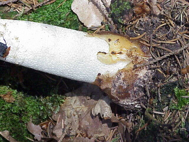 Image of Stinkhorn