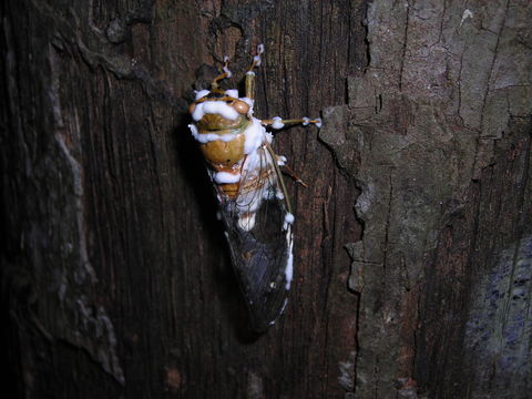 Image of <i>Beauveria bassiana</i> (Bals.-Criv.) Vuill. 1912