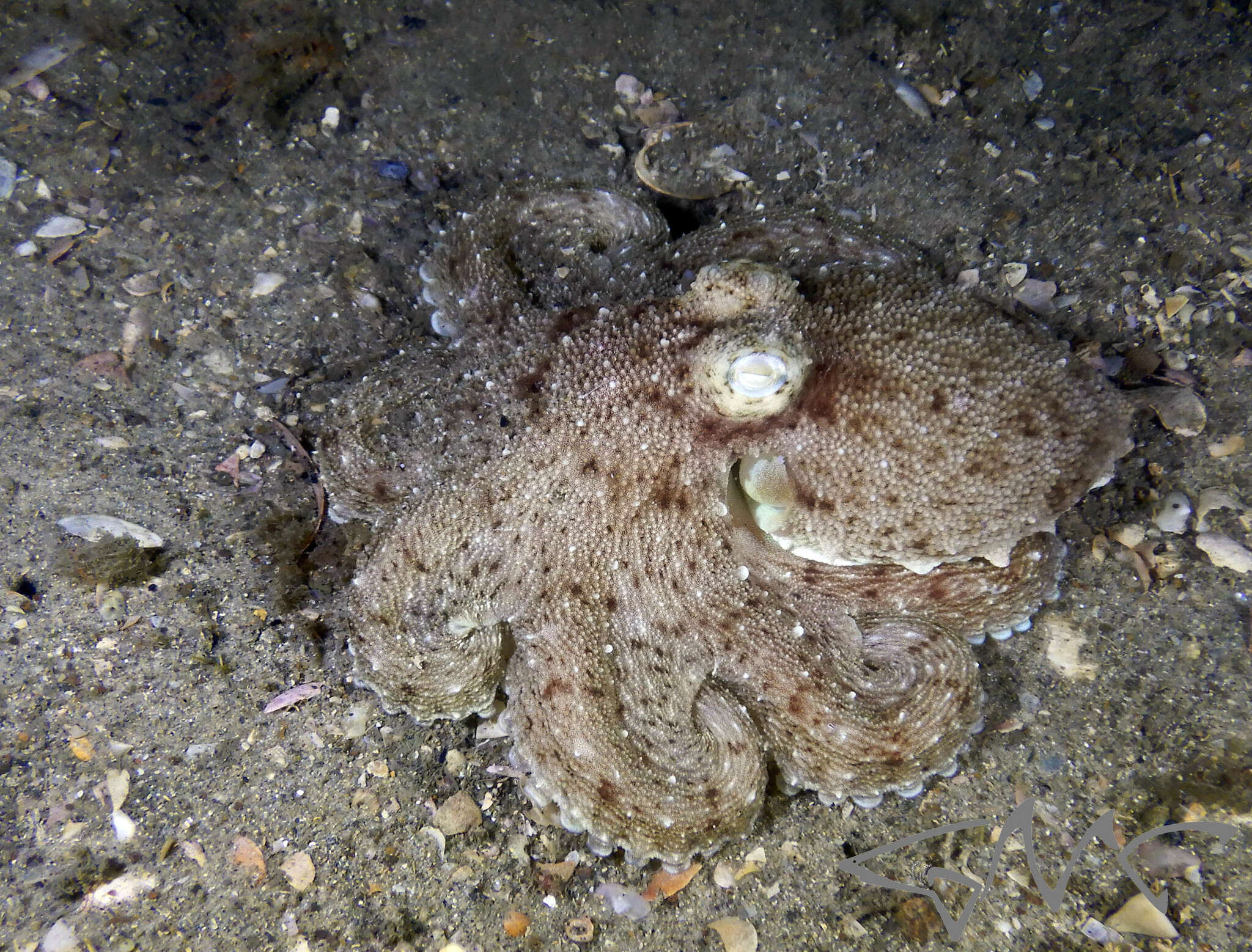 Image of Octopus australis Hoyle 1885