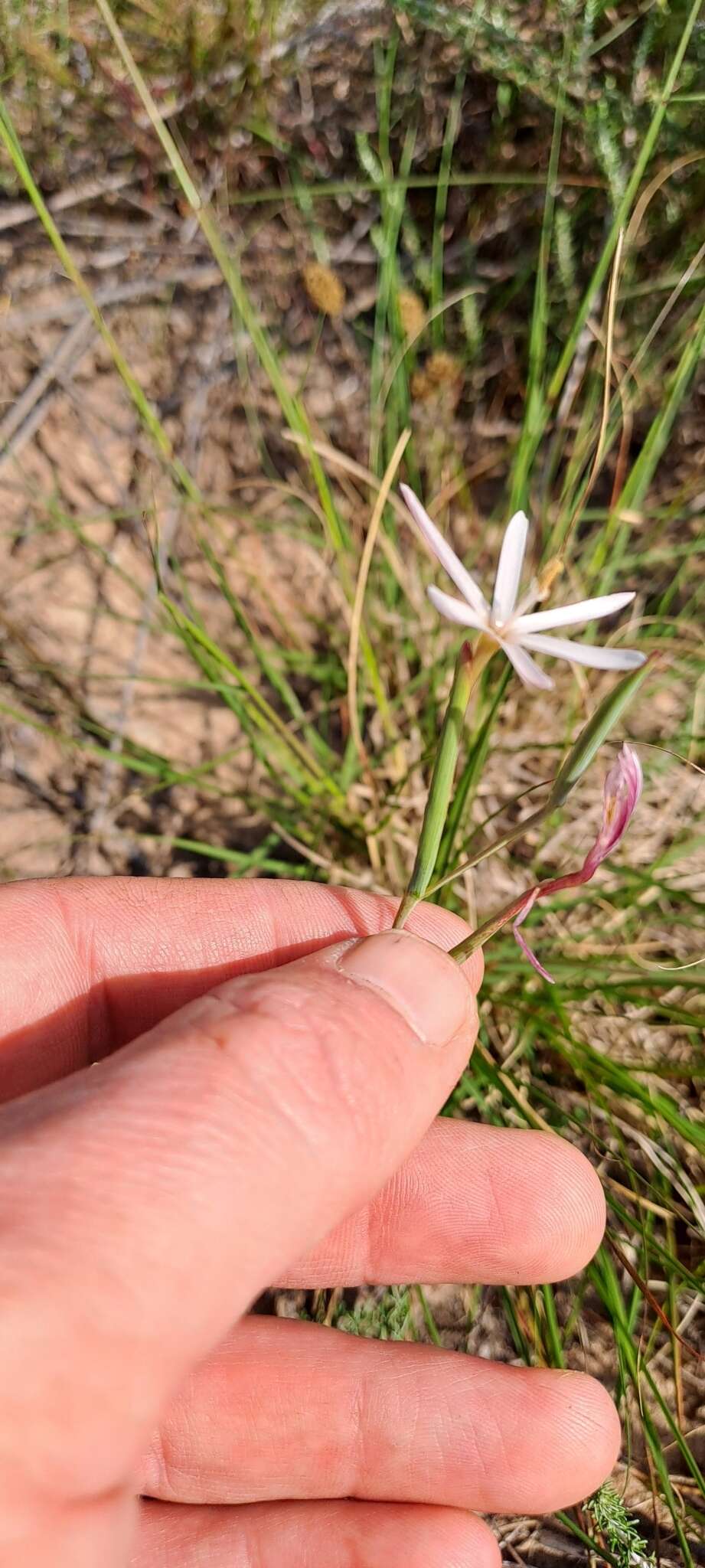 Image of Geissorhiza tenella Goldblatt