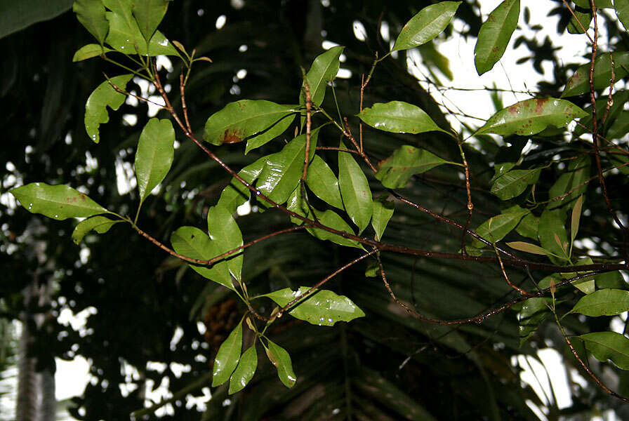 Imagem de Myristica fragrans Houtt.