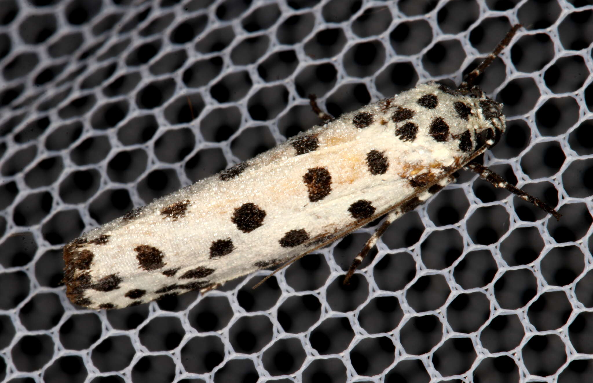 Image of Ethmia clytodoxa Turner 1917