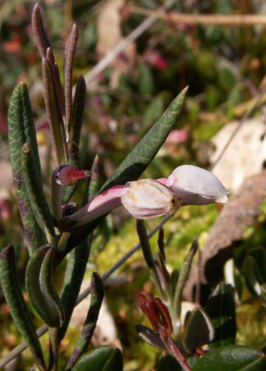 Image of bog rosemary