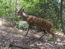 Image of Bushbuck