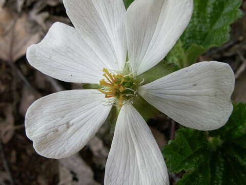 Image of cloudberry