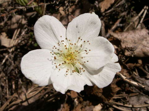 Image of cloudberry