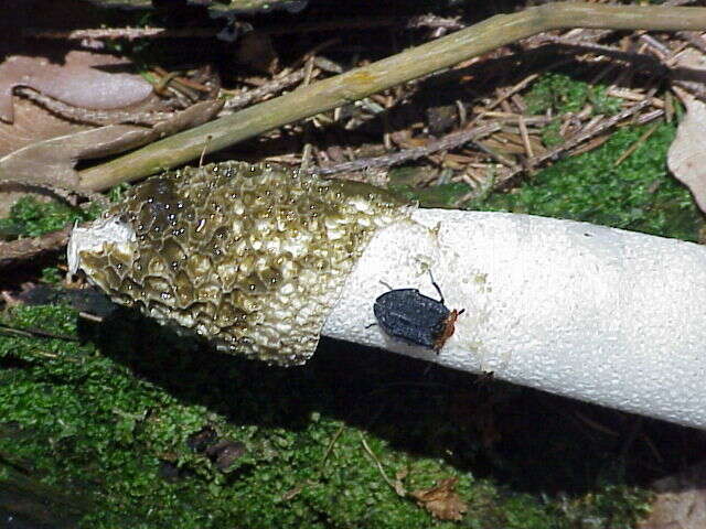 Image of Stinkhorn