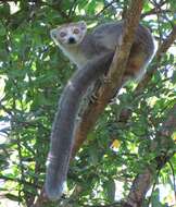 Image of Ankarana Sportive Lemur