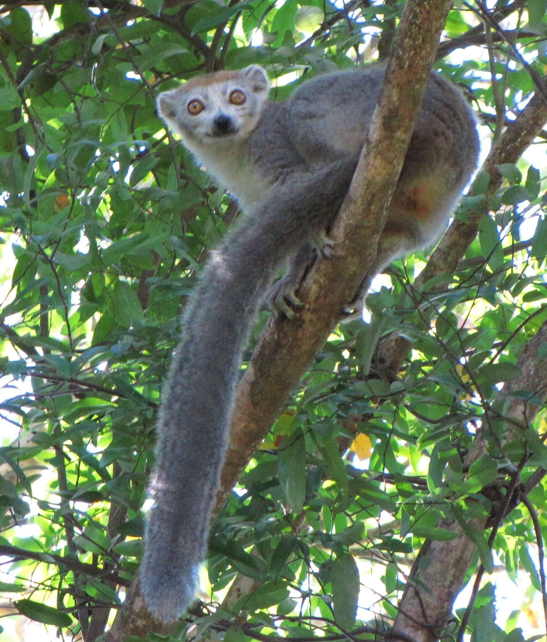 Image of Ankarana Sportive Lemur