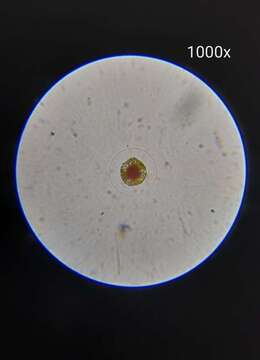 Image of Haematococcus lacustris