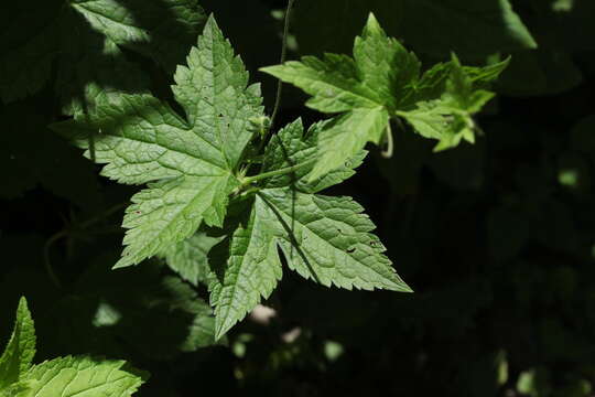 Image of Geranium gracile Ledeb. ex Nordm.