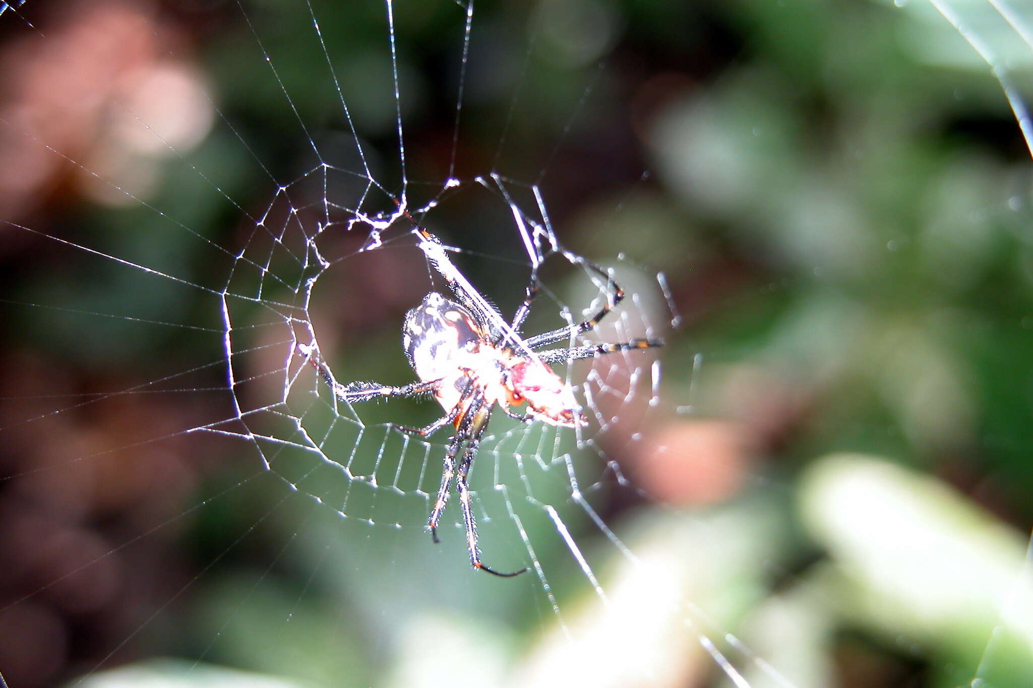 Image of Leucauge fastigata