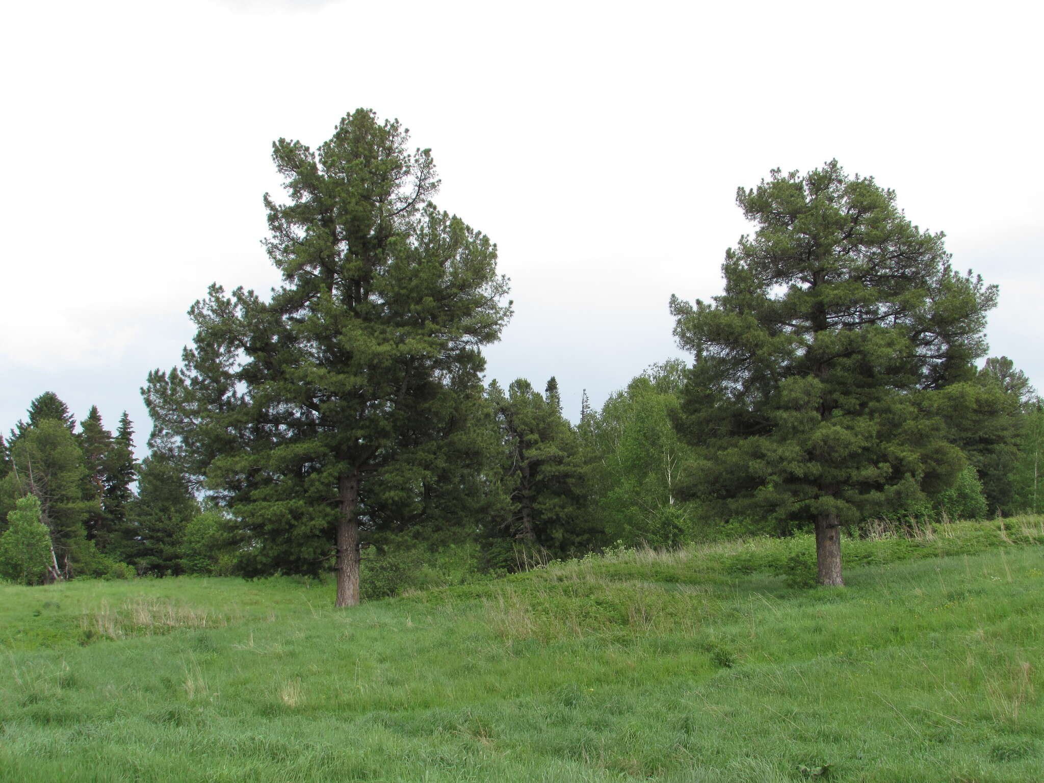 Imagem de Pinus sibirica Du Tour