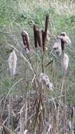 Image of broadleaf cattail