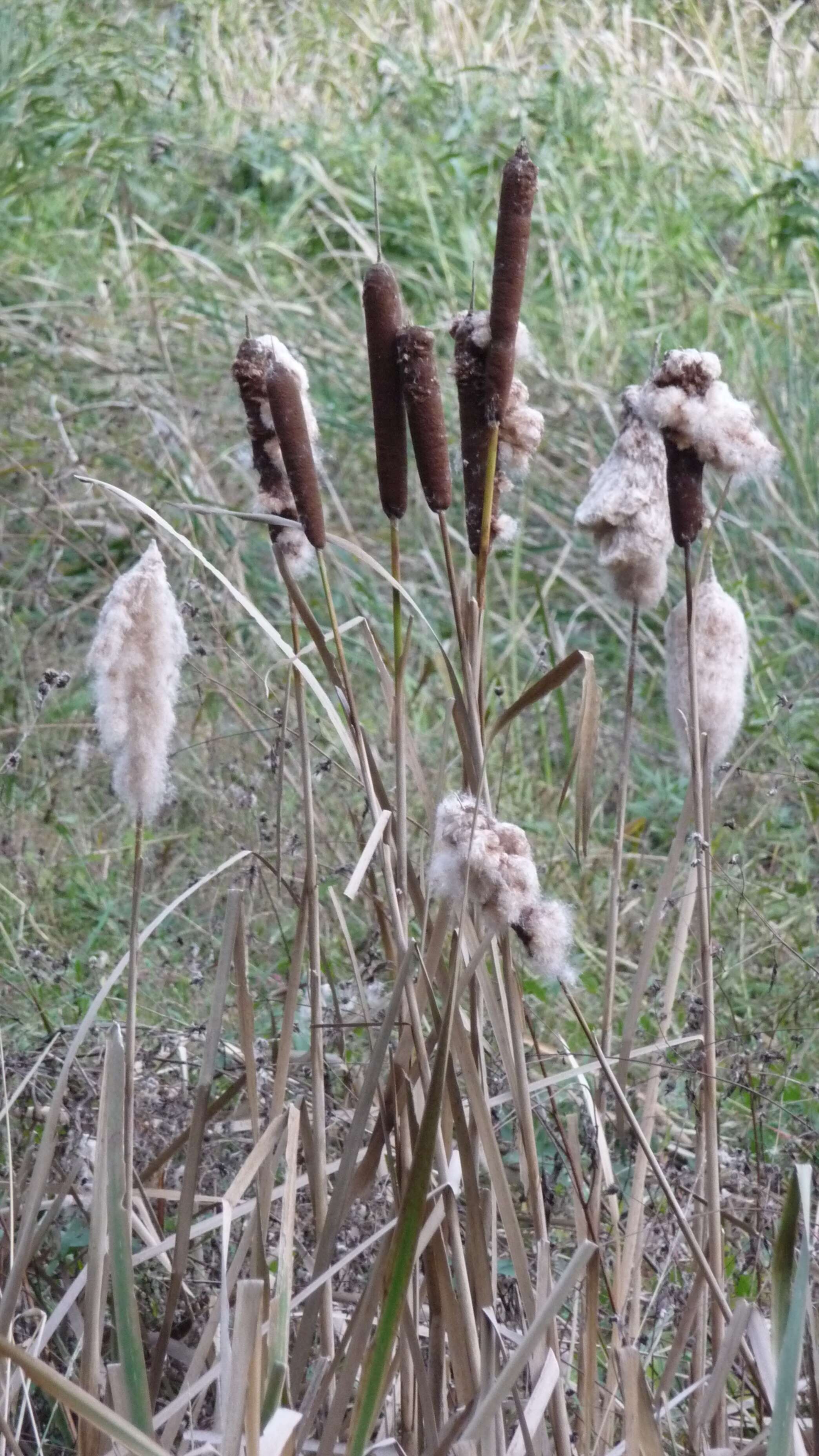 Image of broadleaf cattail