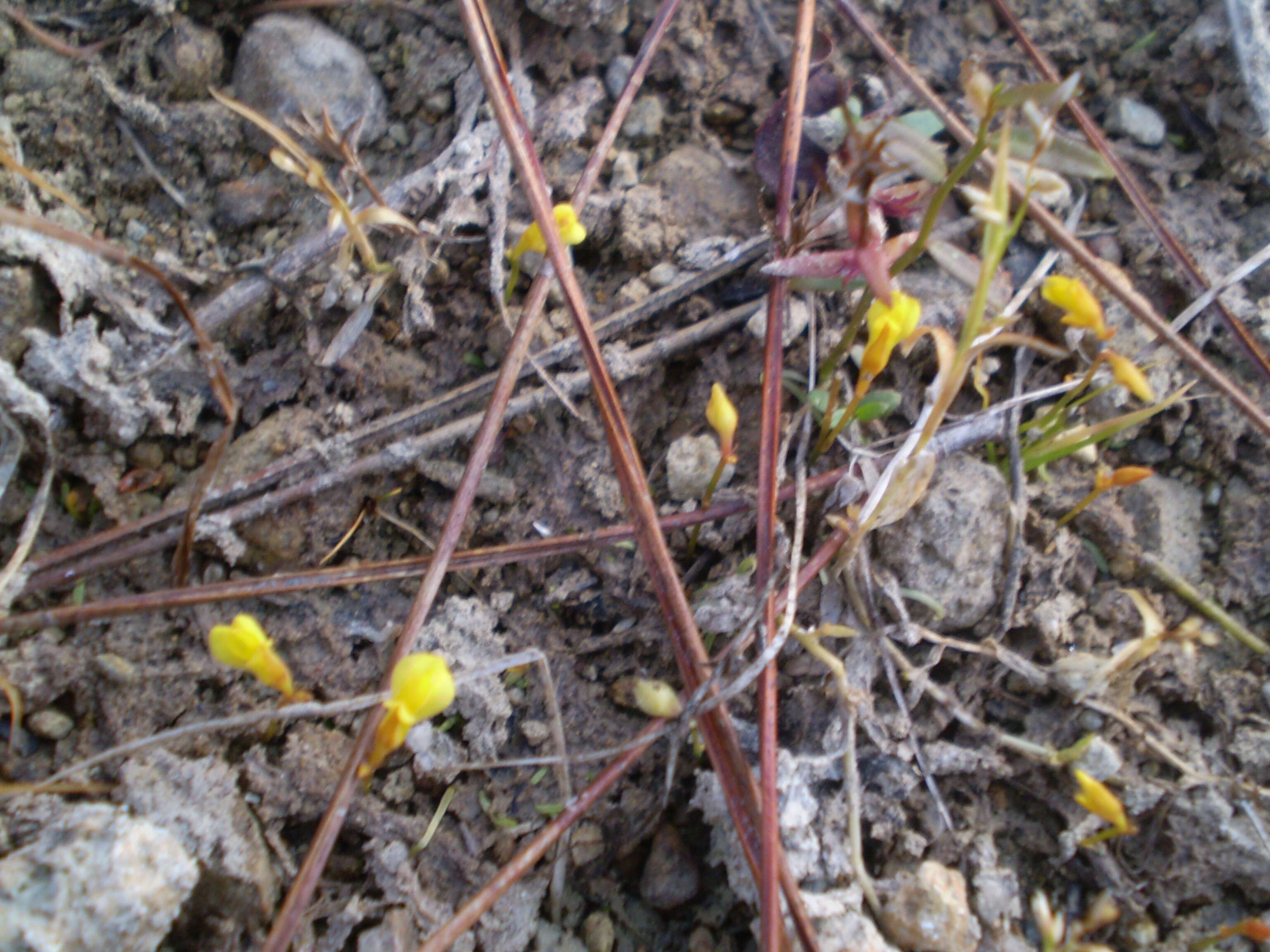 Image of Bifid Bladderwort