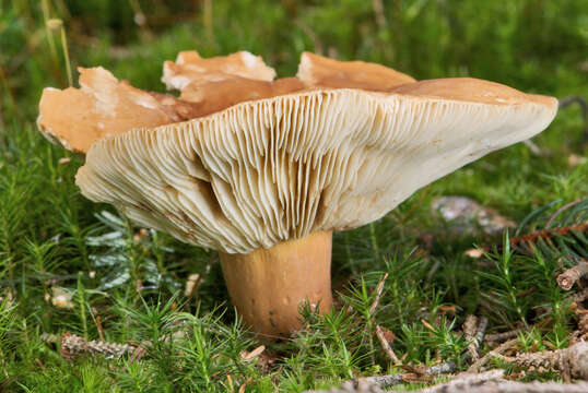 Image of Tawny Milkcap