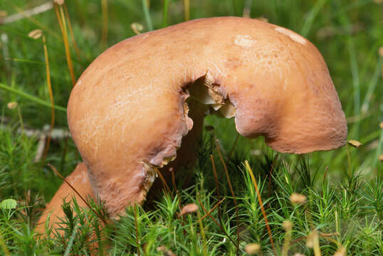 Image of Tawny Milkcap