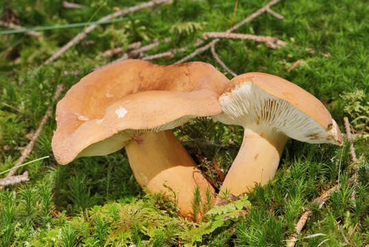 Image of Tawny Milkcap