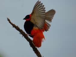 Image of Northern Red Bishop