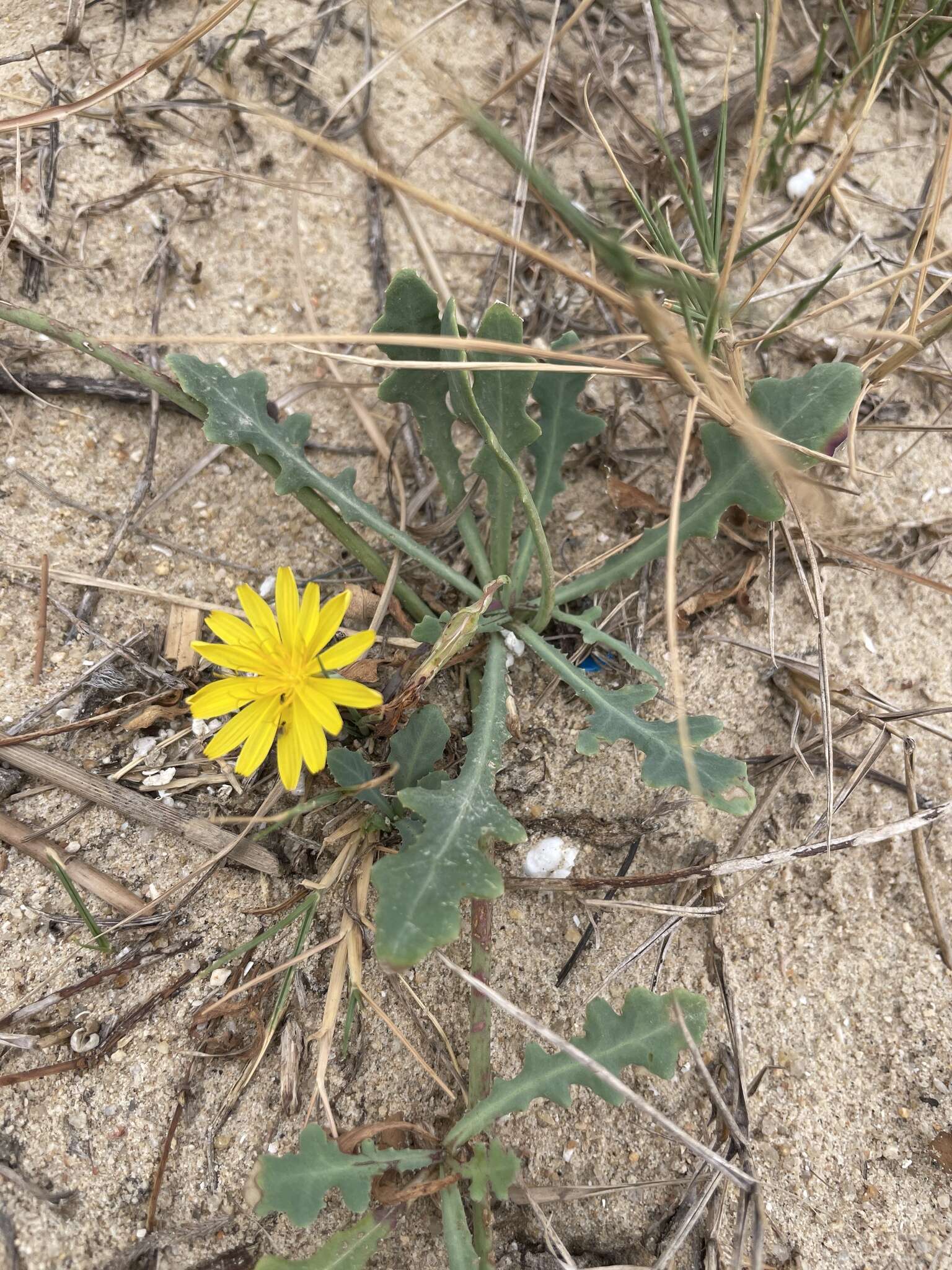 Image of Launaea sarmentosa (Willd.) Sch. Bip. ex Kuntze