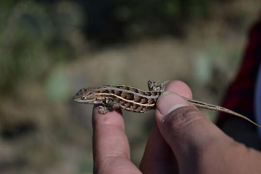 Image of Sceloporus aeneus Wiegmann 1828