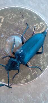 Image of Long-horned beetle