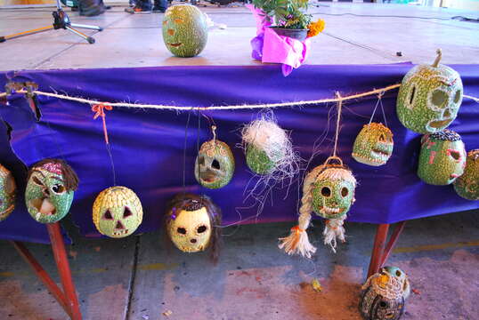 Image of figleaf gourd