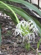 Image of Mangrove lily