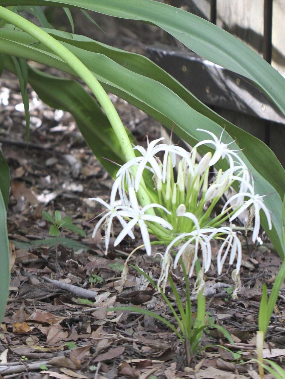 Image of Mangrove lily