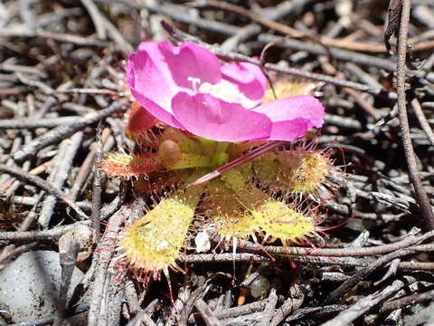 Image of Drosera acaulis L. fil.