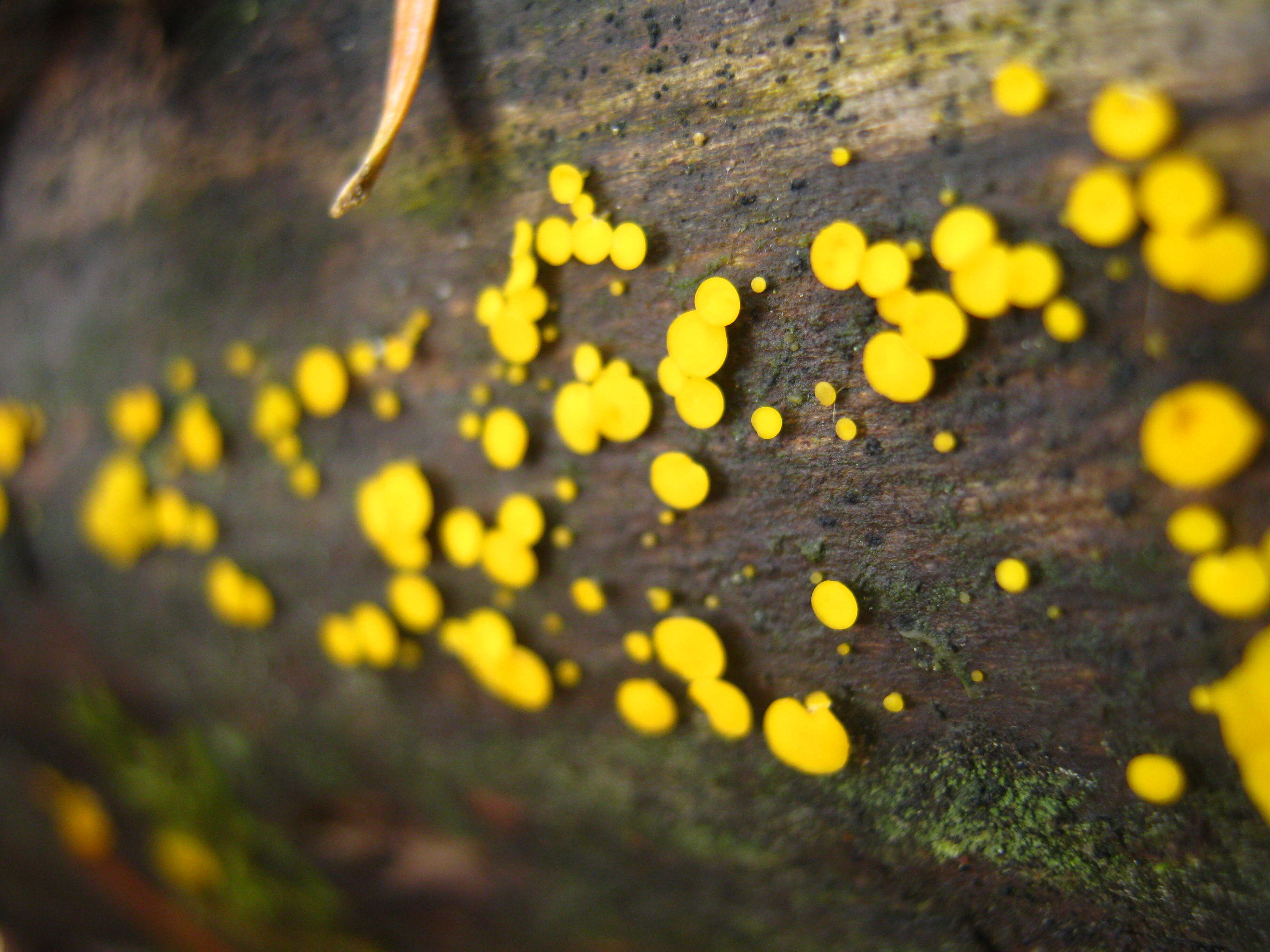 Image of Yellow fairy cup