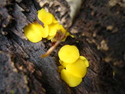 Image of Yellow fairy cup