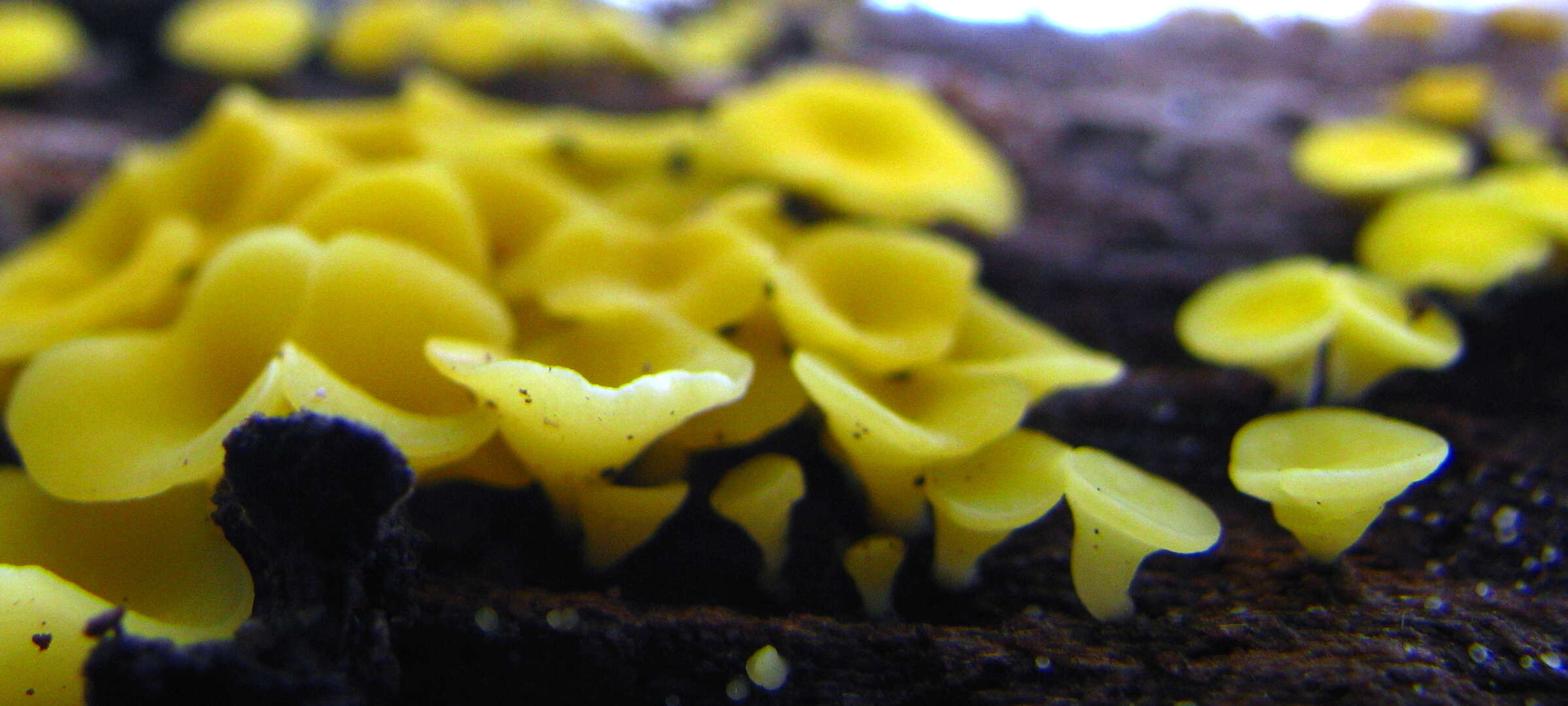 Image of Yellow fairy cup