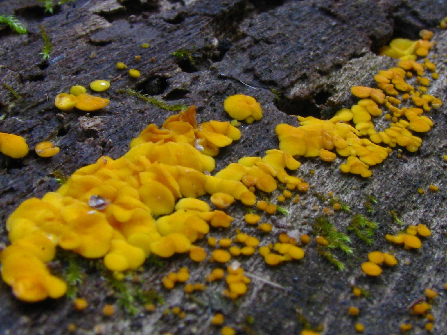 Image of Yellow fairy cup