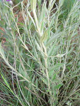 Image of Silver vernonia