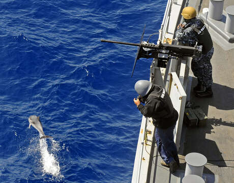 Image of Blue-white Dolphin