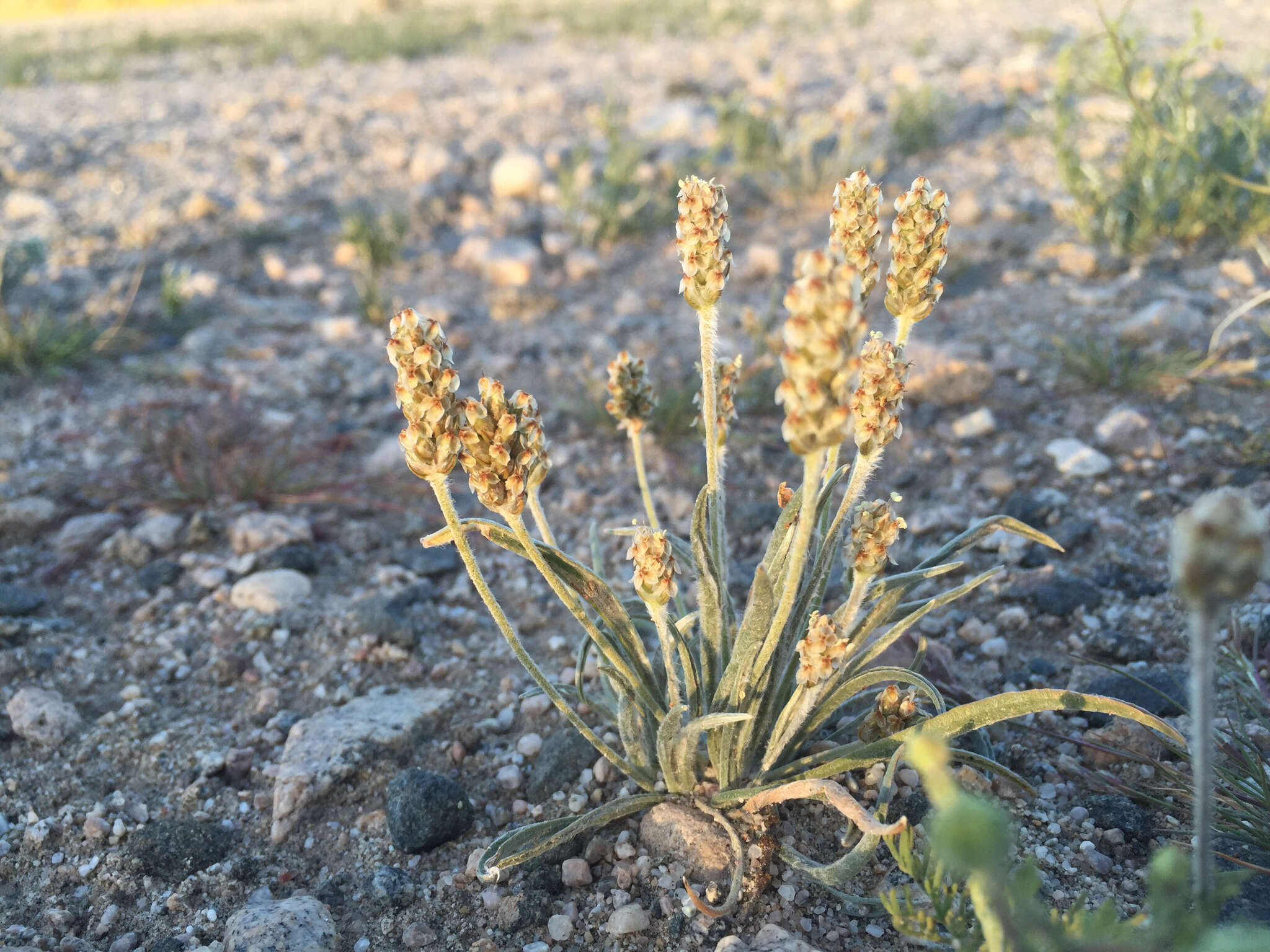 Image of blond plantain