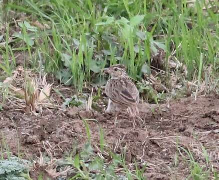 Image of Jerdon's Bush Lark