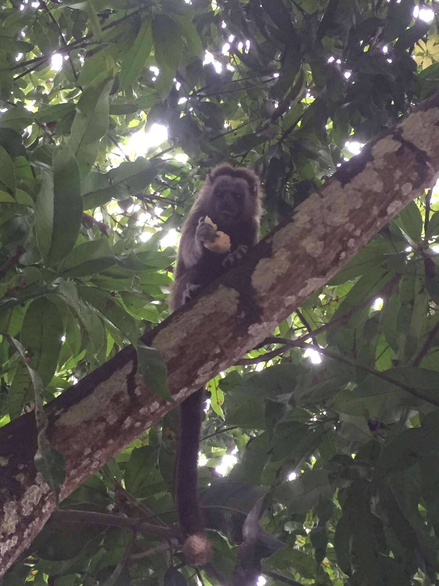 Image of Silvery-brown Bare-face Tamarin