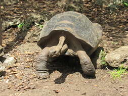 Image of Chatham Island Giant Tortoise