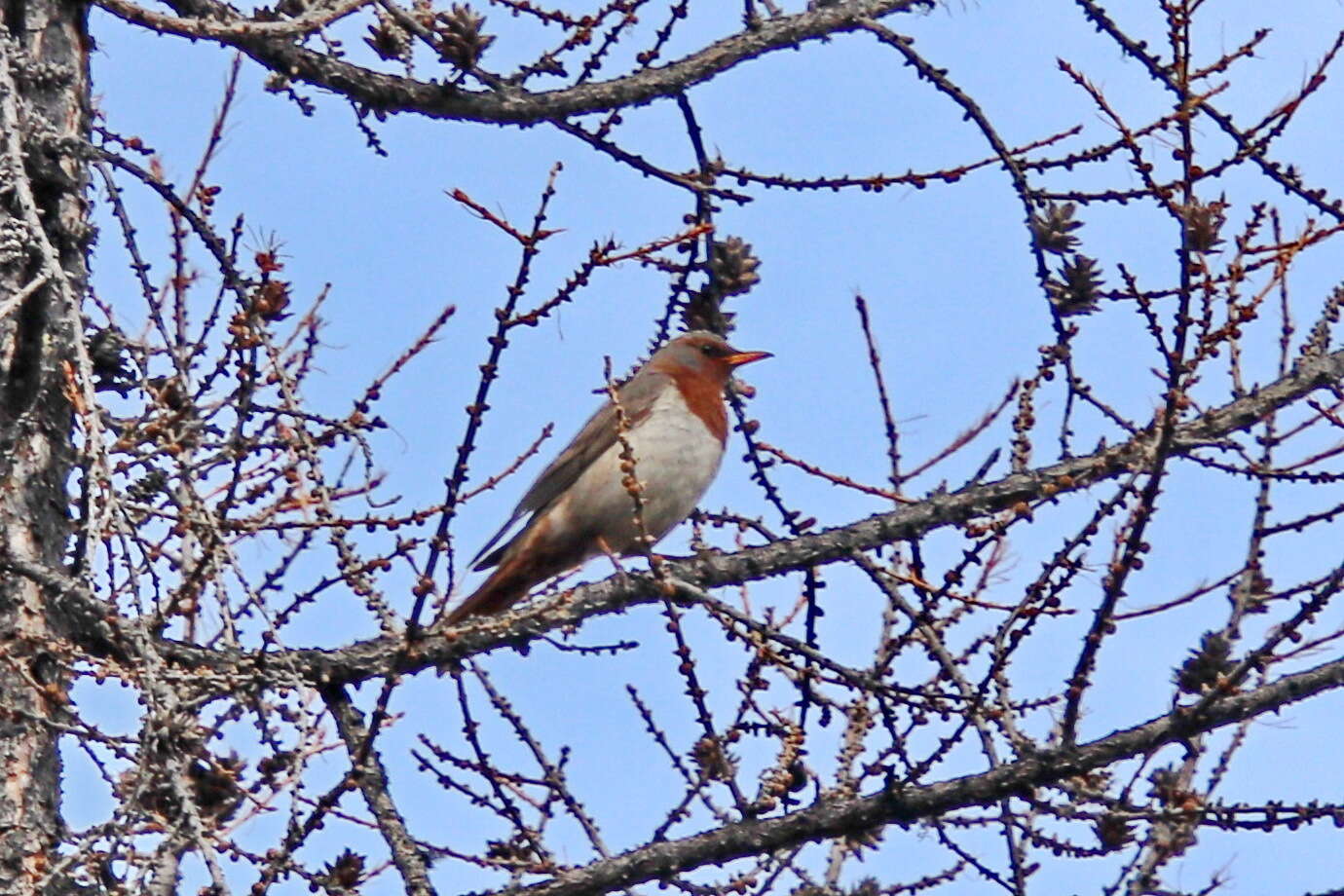 Image of Black-throated Thrush