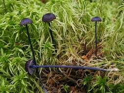 Image of Entoloma kruticianum O. V. Morozova, M. Yu. Dyakov, E. S. Popov & A. V. Alexandrova 2016