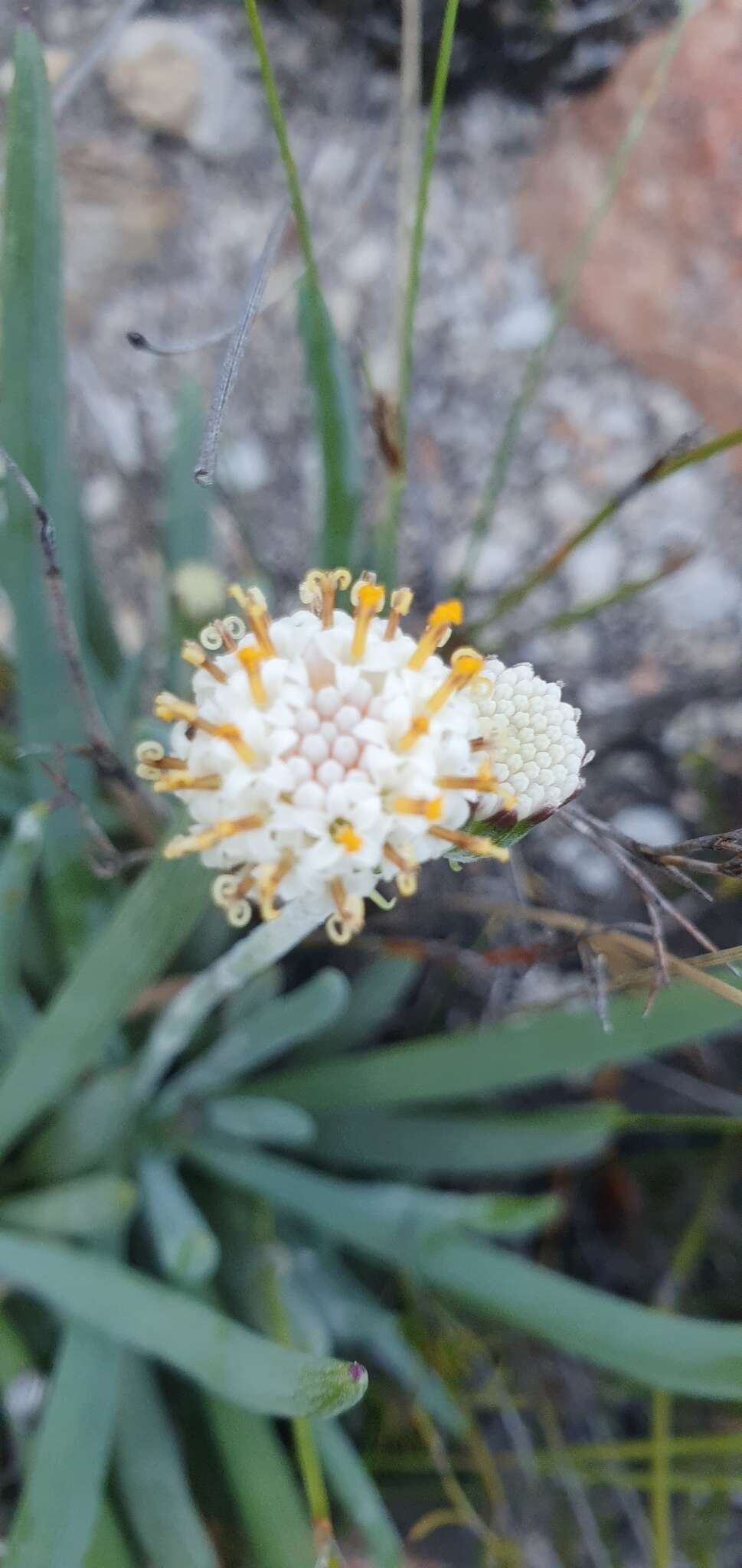 Image de Curio talinoides (DC.) P. V. Heath