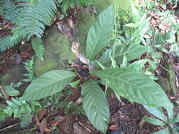 Image of Anthurium consobrinum Schott