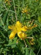 Image of great St. Johnswort